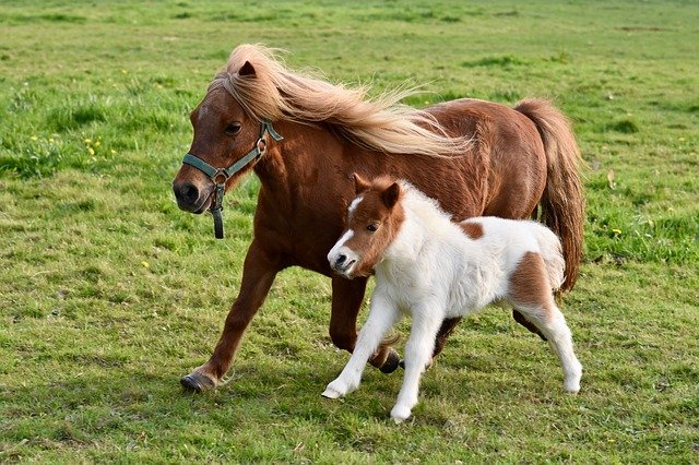 Pony-Mama mit Fohlen